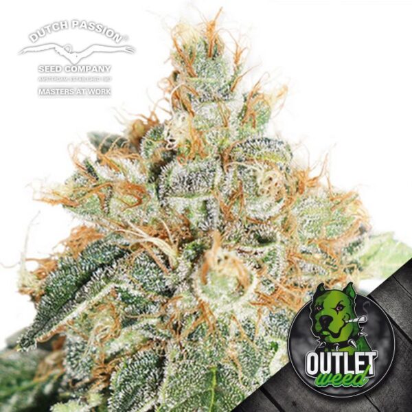 Semillas | Dutch Passion | Colorado Cookies | Auto | 3 semillas