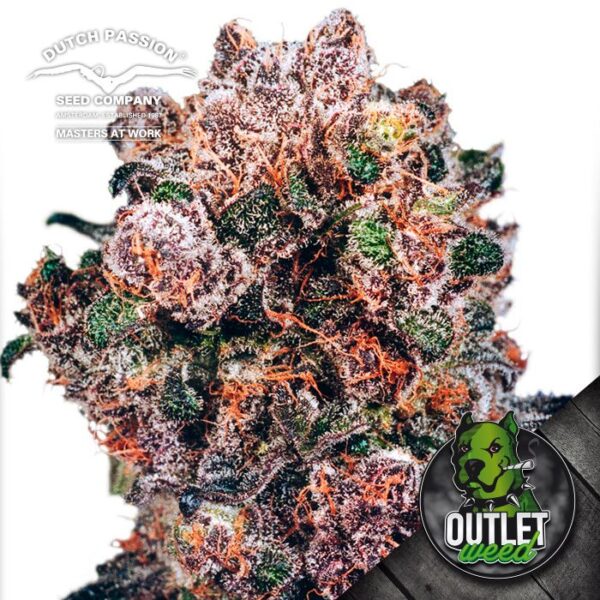 Semillas | Dutch Passion | Blueberry | Fem | 3 semillas