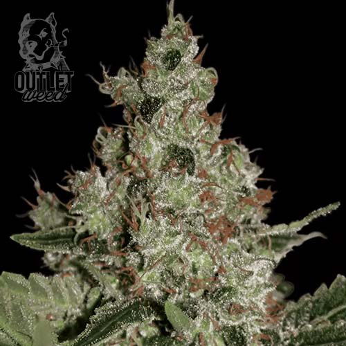 Semillas | Paradise Seeds | Acid | Fem | 3 semillas