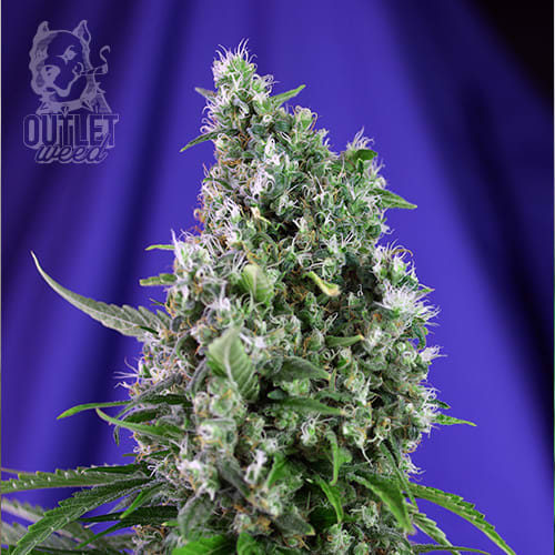 Semillas | BSF | All Stars USA Automix | Auto | 12 semillas