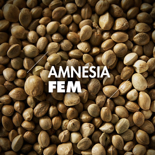 Semillas a Granel | Feminizadas | Amnesia | 10 Semillas