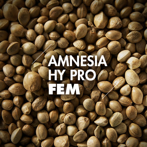 Semillas a Granel | Feminizadas | Amnesia Hy Pro | 10 Semillas