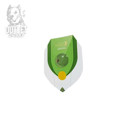 Semillas | Royal Queen | White Widow | Auto | 1 semilla