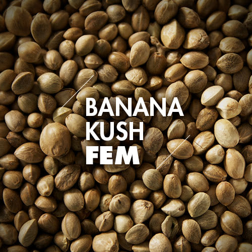 Semillas a Granel | Feminizadas | Banana Kush | 10 Semillas