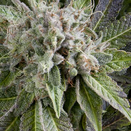 Semillas | Pyramid Seeds | Blue Pyramid | Auto | 3+1 semillas