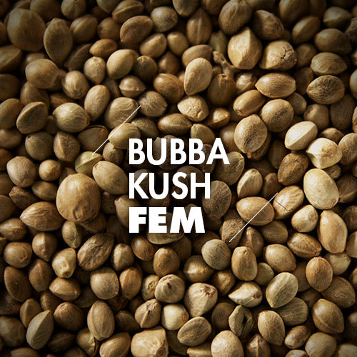 Semillas a Granel | Feminizadas | Bubba Kush | 10 Semillas