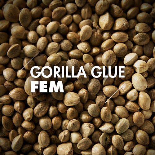 Semillas a Granel | Feminizadas | Gorilla Glue | 10 Semillas