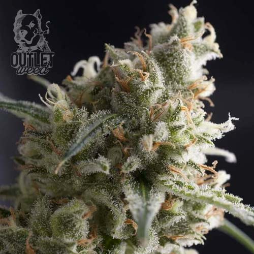 Semillas | Pyramid Seeds | Lennon | Fem | 1 semilla