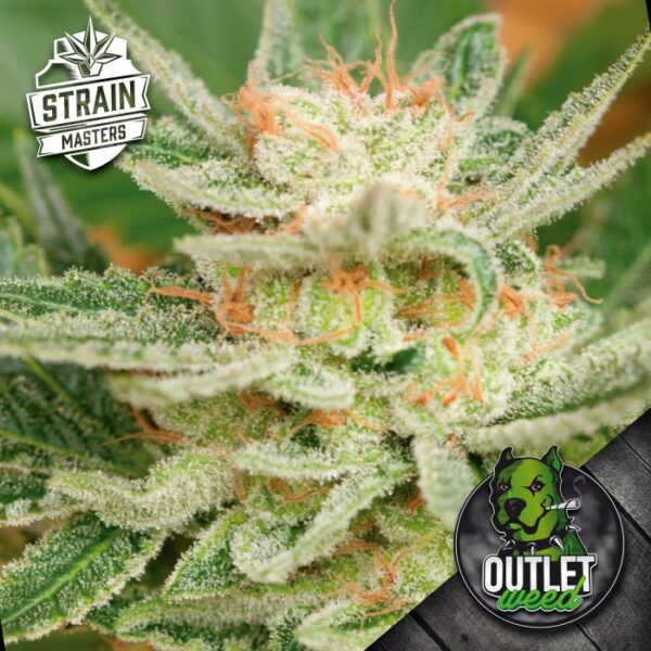 Semillas | Strain Masters | Moby Dick | Auto | 1 semilla