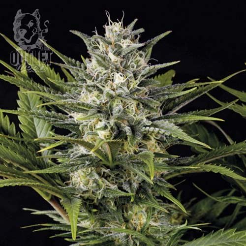 Semillas | Chef Genetics | Pineapple Skunk | Fast Version | 3 semillas