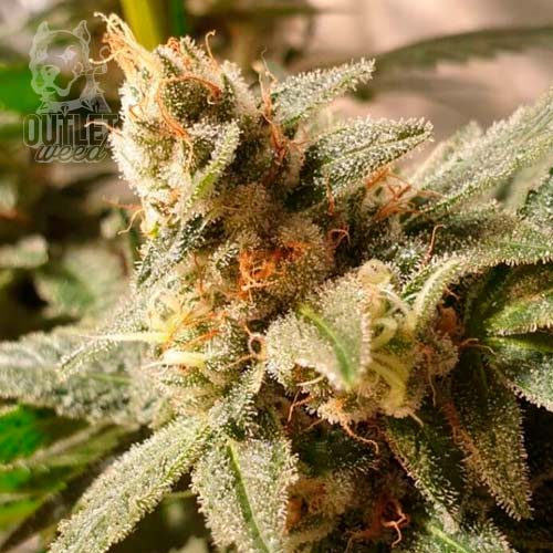 Semillas | Chef Genetics | Platinum Chef Runtz | Auto | 10 semillas