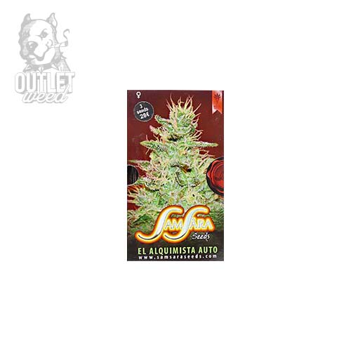 Semillas | Samsara Seeds | Flash Babylon | Auto | 3 semillas