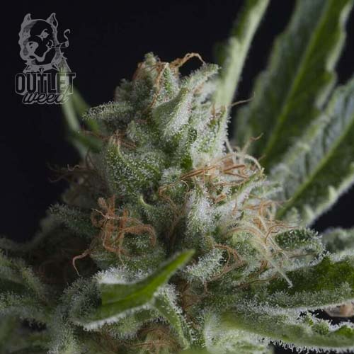 Semillas | Pyramid Seeds | Shark | Fem | 3 semillas