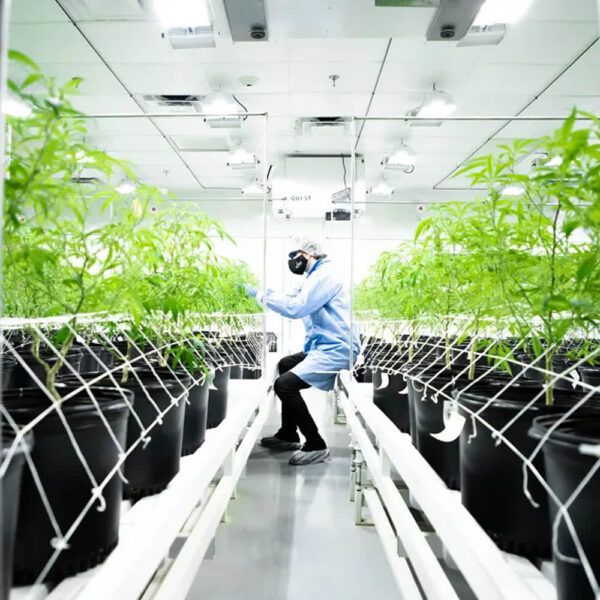 Sistema de Riego Hidropónico | Deep Water Culture | 5 Galones