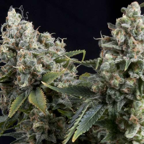 Semillas | Pyramid Seeds | Tutankhamon | Auto | 3+1 semillas