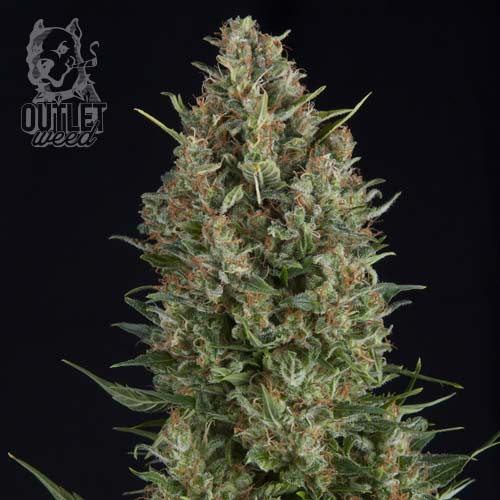 Semillas | Pyramid Seeds | Wembley | Fem | 1 semilla